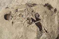 An adult male under excavation.