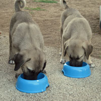 カンガル犬 2013年3月 (1)