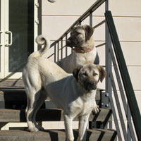カンガル犬 2013年3月 (3)