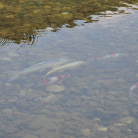 錦鯉2010 (3)