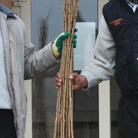桜の苗木植樹 (2)