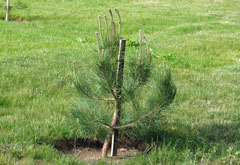 植樹2011年6月 (4)