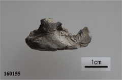 Fig. 14［クリックで拡大］
