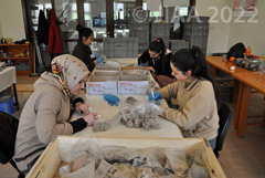 写真28：出土遺物の整理作業［クリックで拡大］