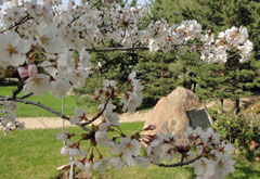 2012年三笠宮記念庭園のさくら (1)