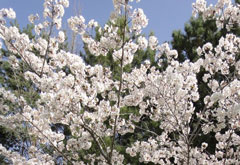 2012年三笠宮記念庭園のさくら (4)
