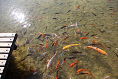 2013年三笠宮記念庭園の紅葉 (9)