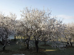 2014年三笠宮記念庭園の春 (6)