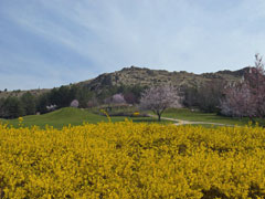 2014年三笠宮記念庭園の桜 (2)