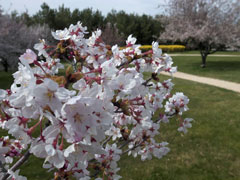 2014年三笠宮記念庭園の桜 (3)