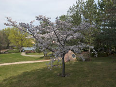 2014年三笠宮記念庭園の桜 (4)