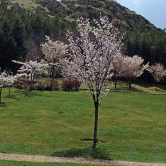 2014年三笠宮記念庭園の桜 (5)