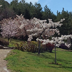 2014年三笠宮記念庭園の桜 (6)