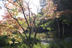 三笠宮記念庭園 (3)