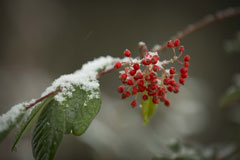 初雪2017 (3)