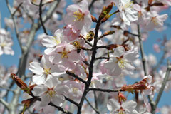 桜2018 (3)