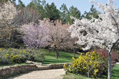 桜2018 (4)