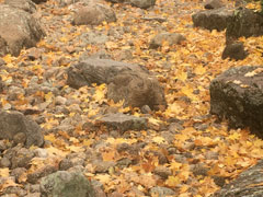 三笠宮庭園の紅葉 (7)