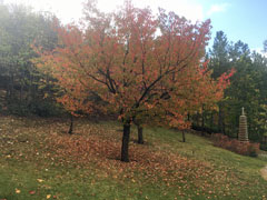三笠宮庭園の紅葉 (8)