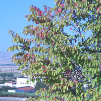 三笠宮記念庭園 2009年改修工事 (5)