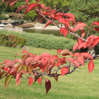 三笠宮記念庭園 2009年秋 (1)