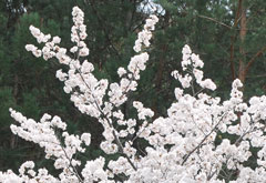 庭園春2010 (1)