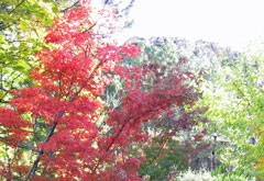 紅葉2010 (2)