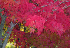 三笠宮記念庭園 2011秋 (1)
