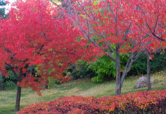 三笠宮記念庭園 2011秋 (4)